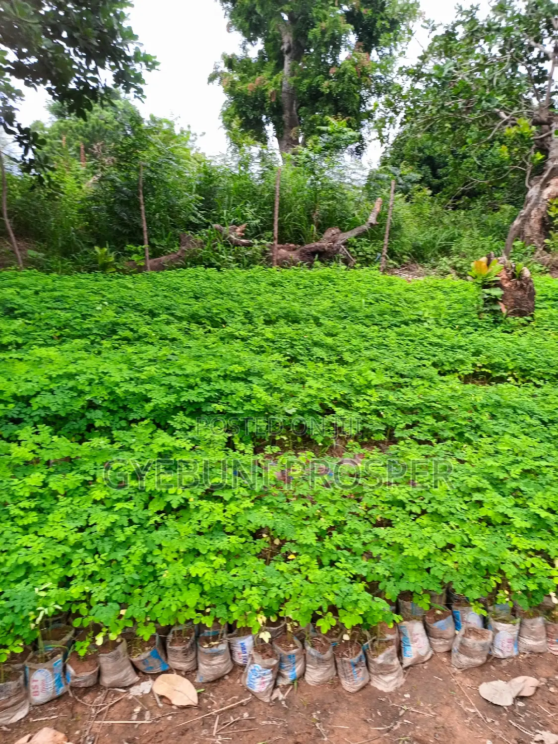 Moringa Seedlings