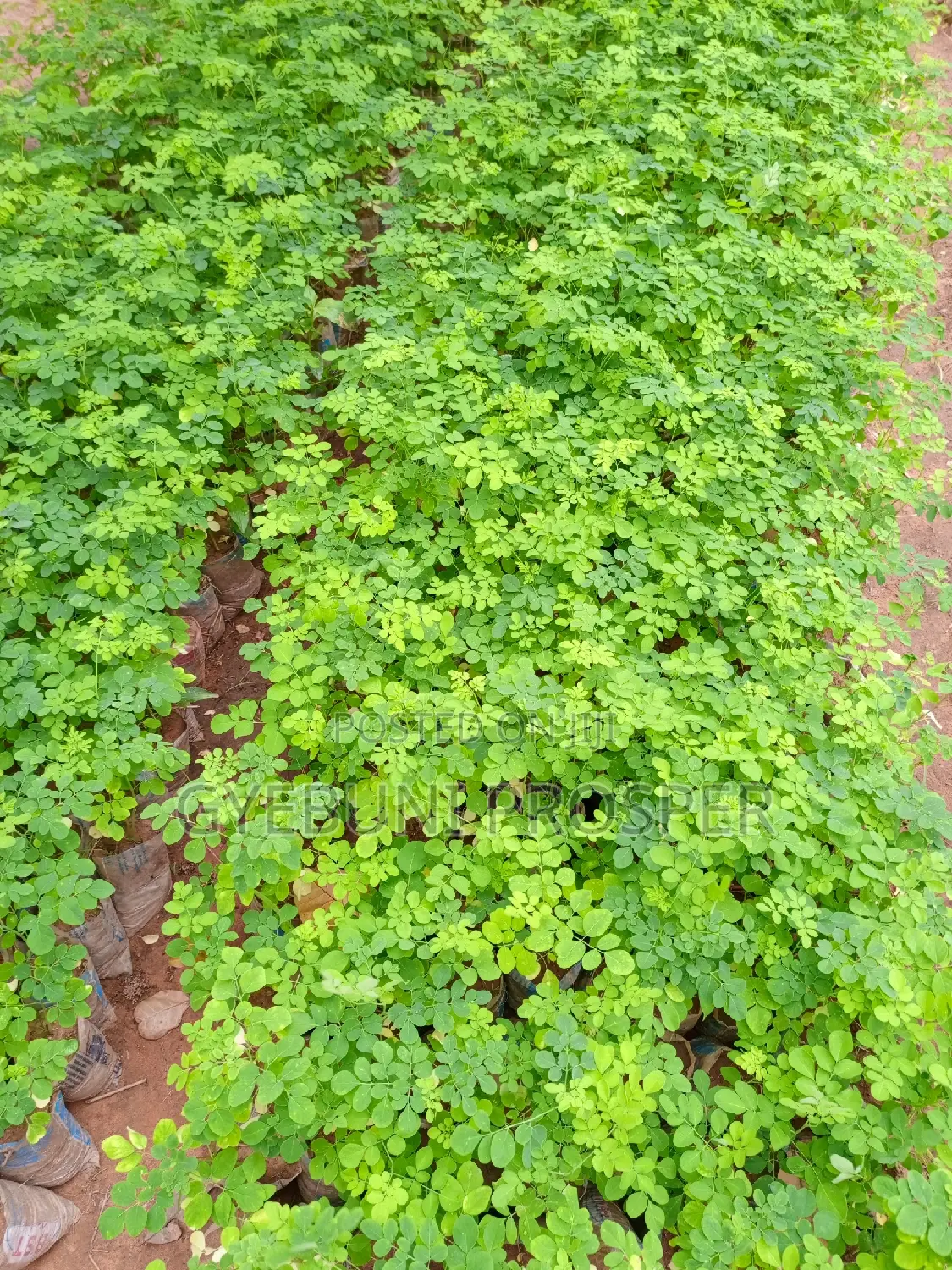 Moringa Seedlings