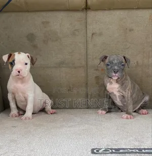 1-3 months Male Purebred American Pit Bull Terrier