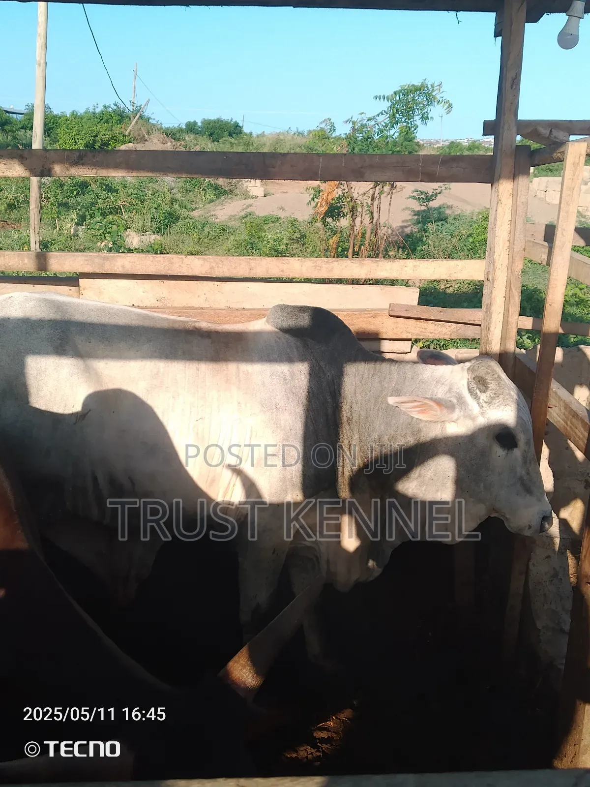 Heathy Cows Available