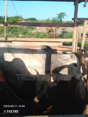 Heathy Cows Available