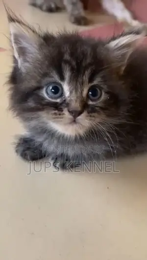 1-3 months Female Purebred Maine Coon