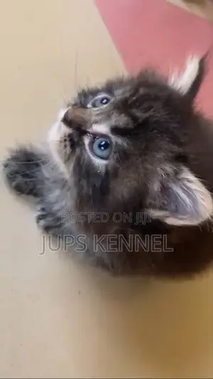 1-3 months Female Purebred Maine Coon
