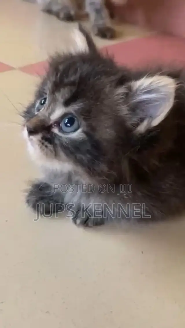 1-3 months Female Purebred Maine Coon
