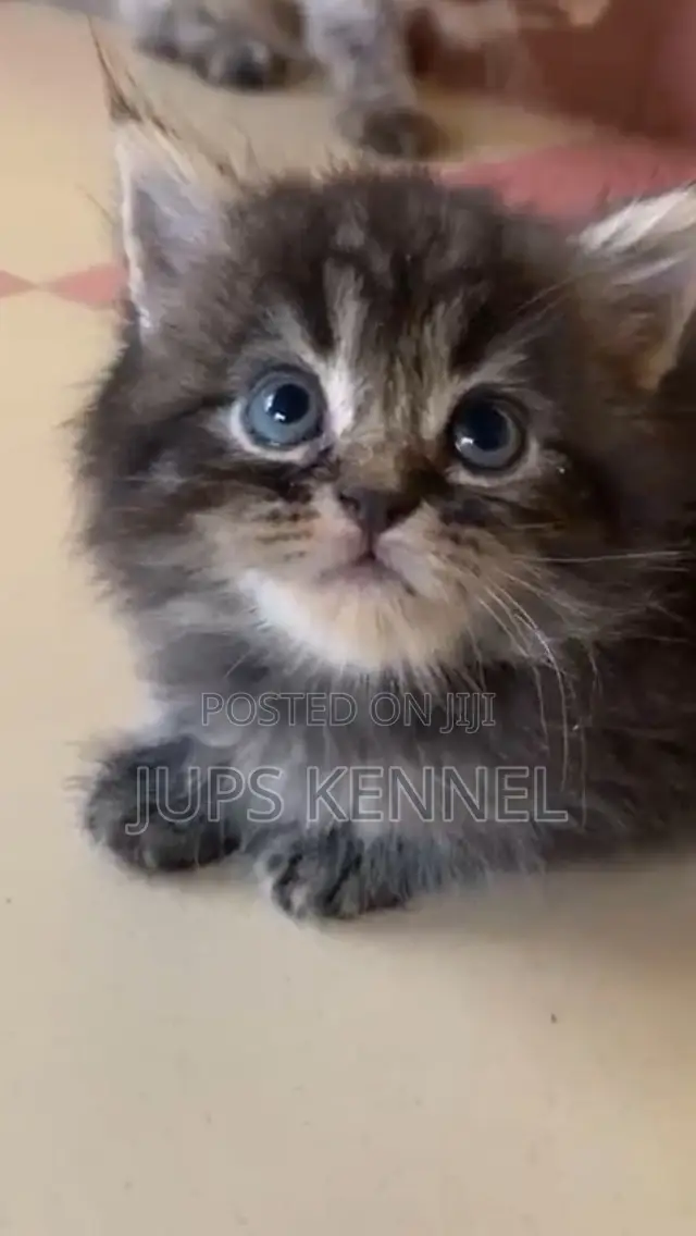 1-3 months Female Purebred Maine Coon