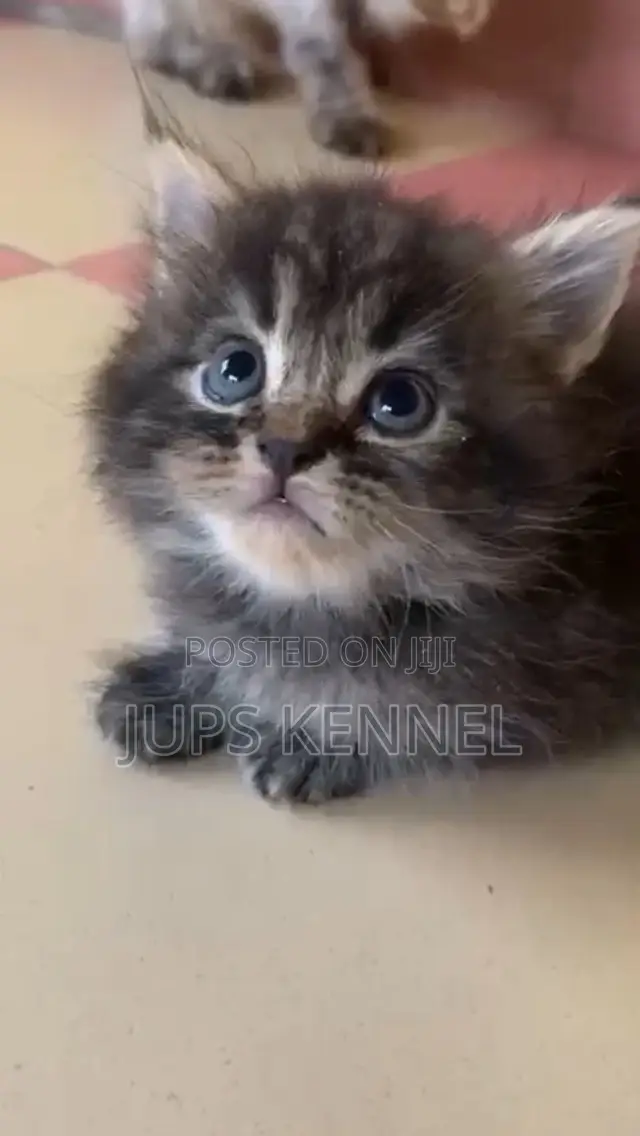 1-3 months Female Purebred Maine Coon