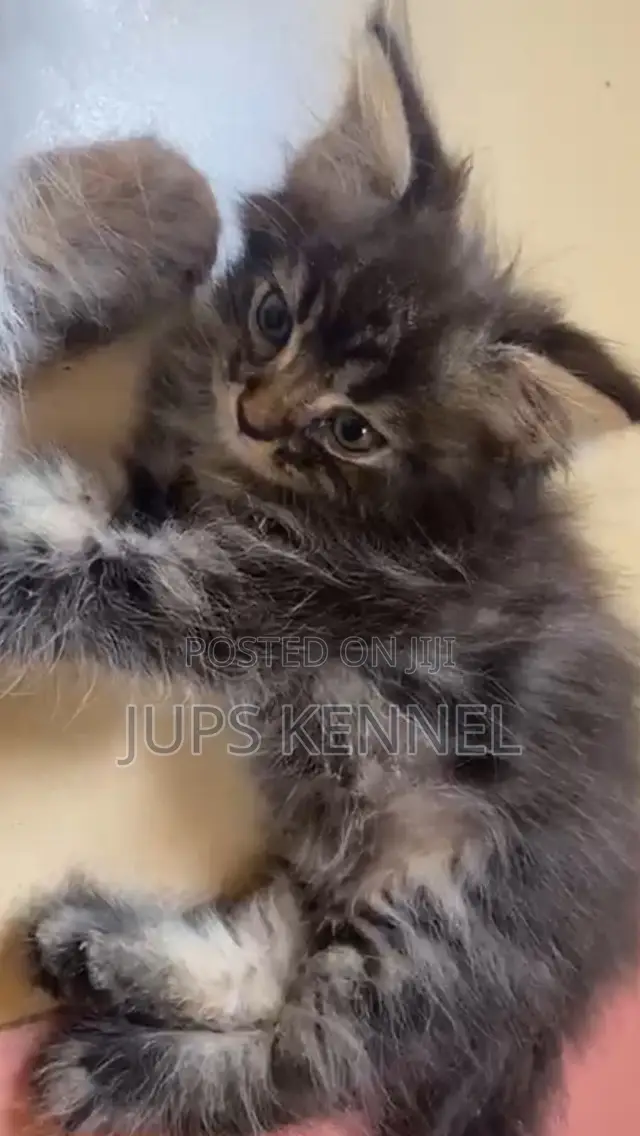 1-3 months Female Purebred Maine Coon