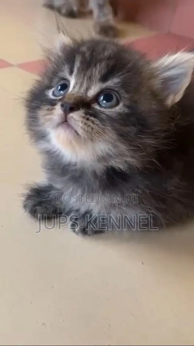 1-3 months Female Purebred Maine Coon