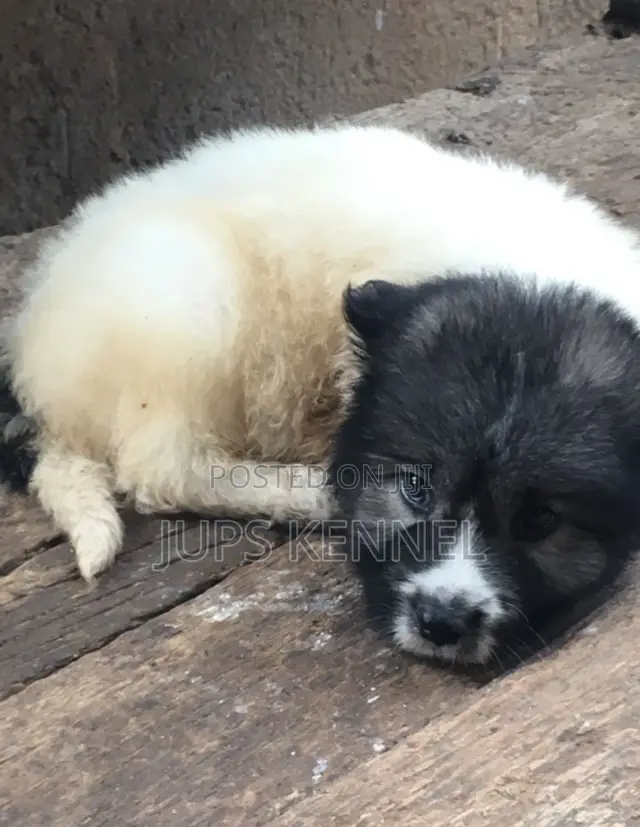 1-3 months Male Purebred Caucasian Shepherd