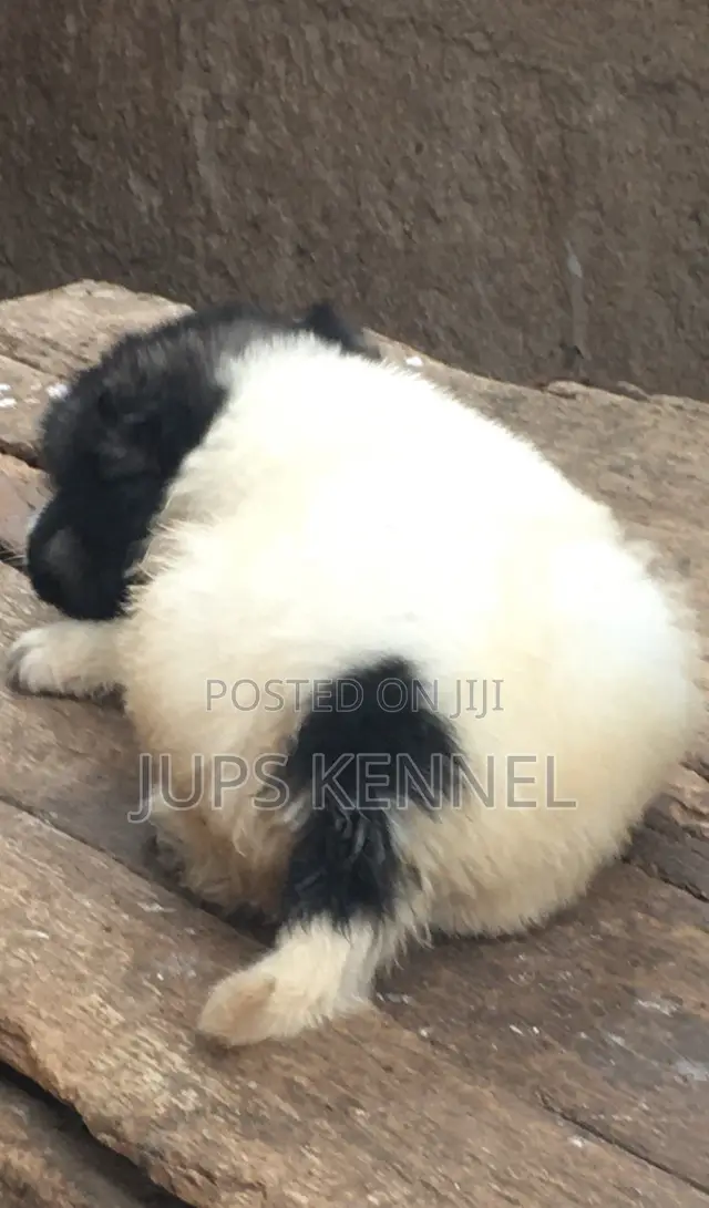 1-3 months Male Purebred Caucasian Shepherd