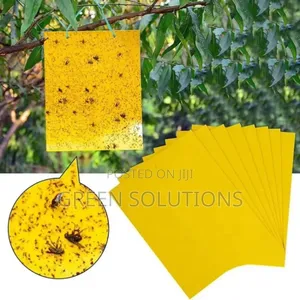 Sticky Fruit Flies Trap/Glueboard