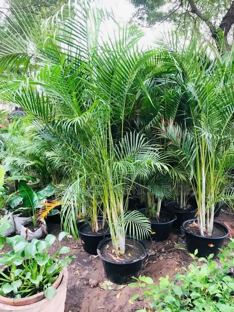 Landscaping and Garden Services