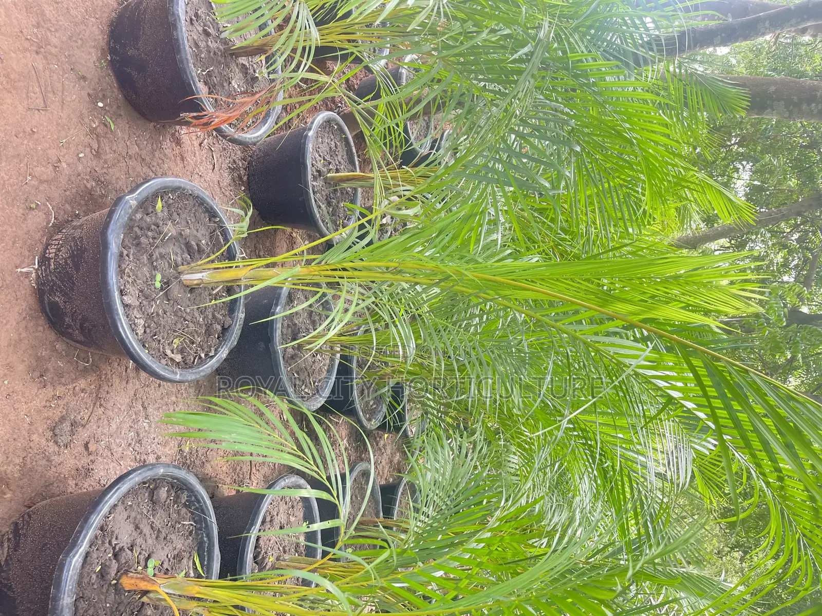 Landscaping and Garden Services