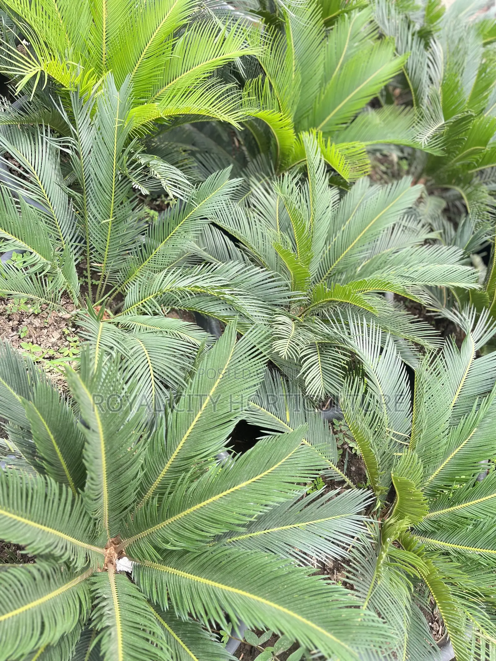 Landscaping and Garden Services