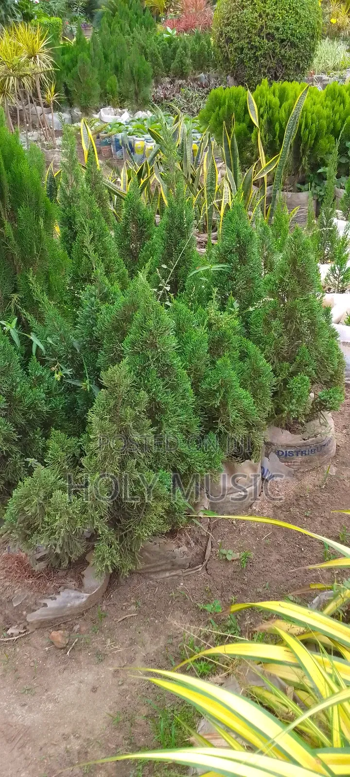 Home Plant