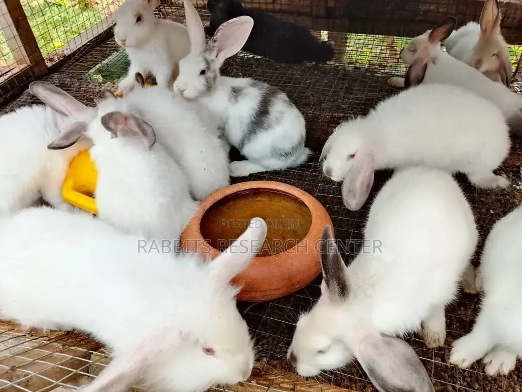 Quality Rabbits Pellets (25kg)