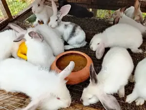 Quality Rabbits Pellets (25kg)