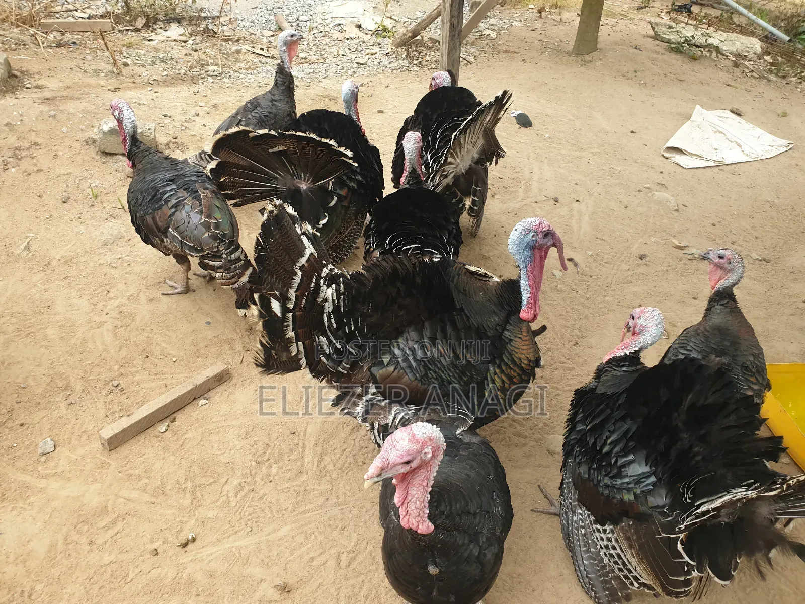 Local Turkeys for Sale