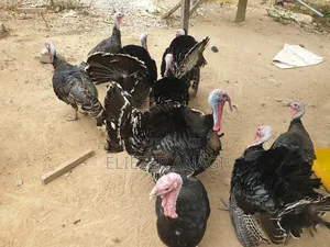 Local Turkeys for Sale