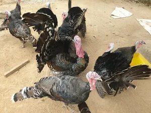 Local Turkeys for Sale