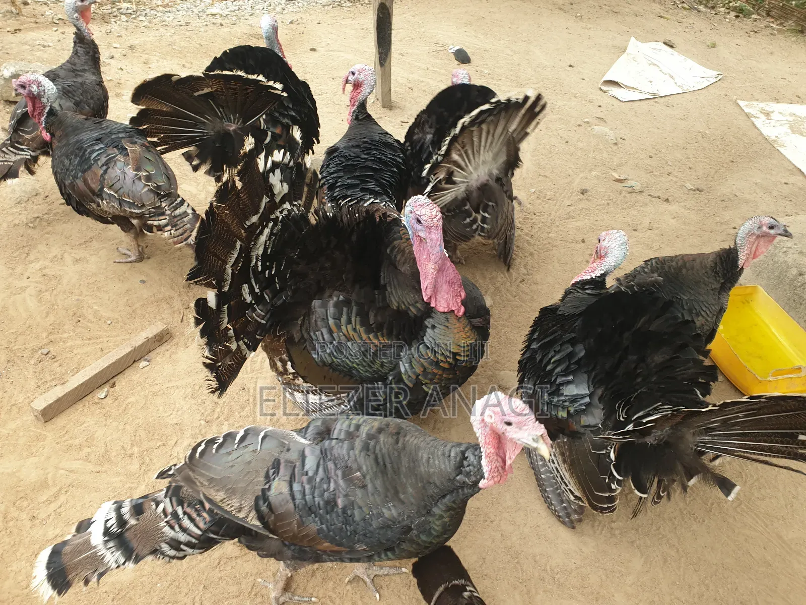 Local Turkeys for Sale