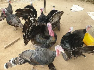 Local Turkeys for Sale