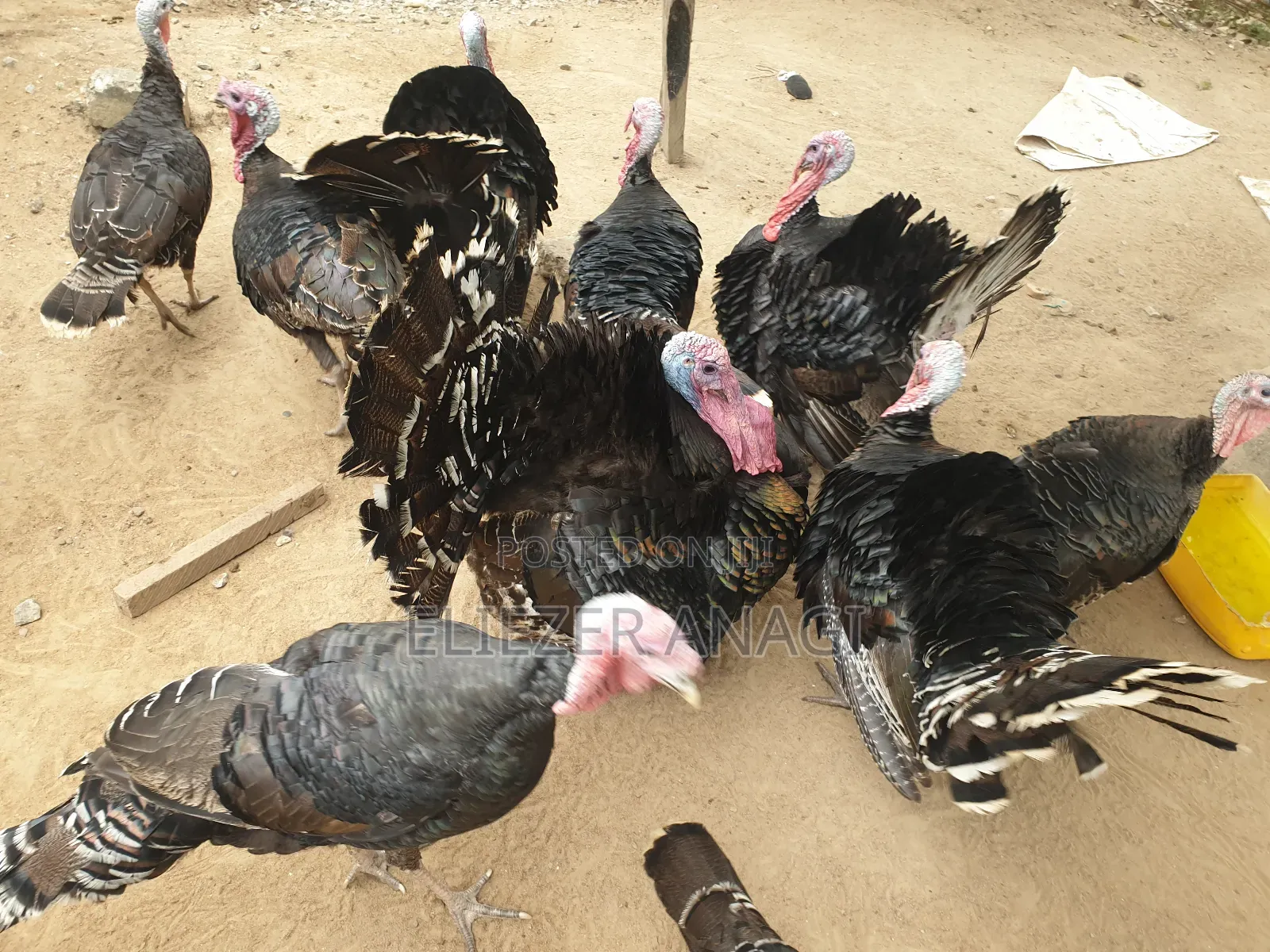 Local Turkeys for Sale