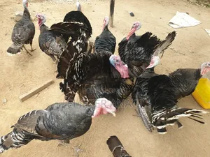 Local Turkeys for Sale