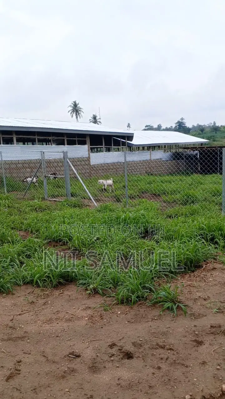 A Newly Built Pig Farm for Sale at Adeiso
