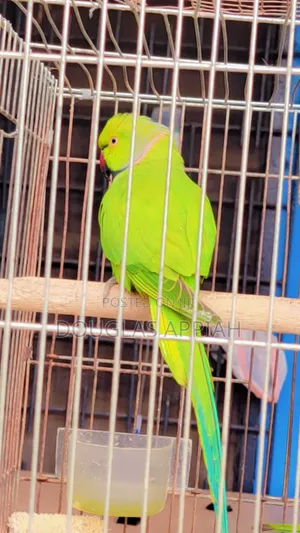 Fully Colored Ringneck Parrots