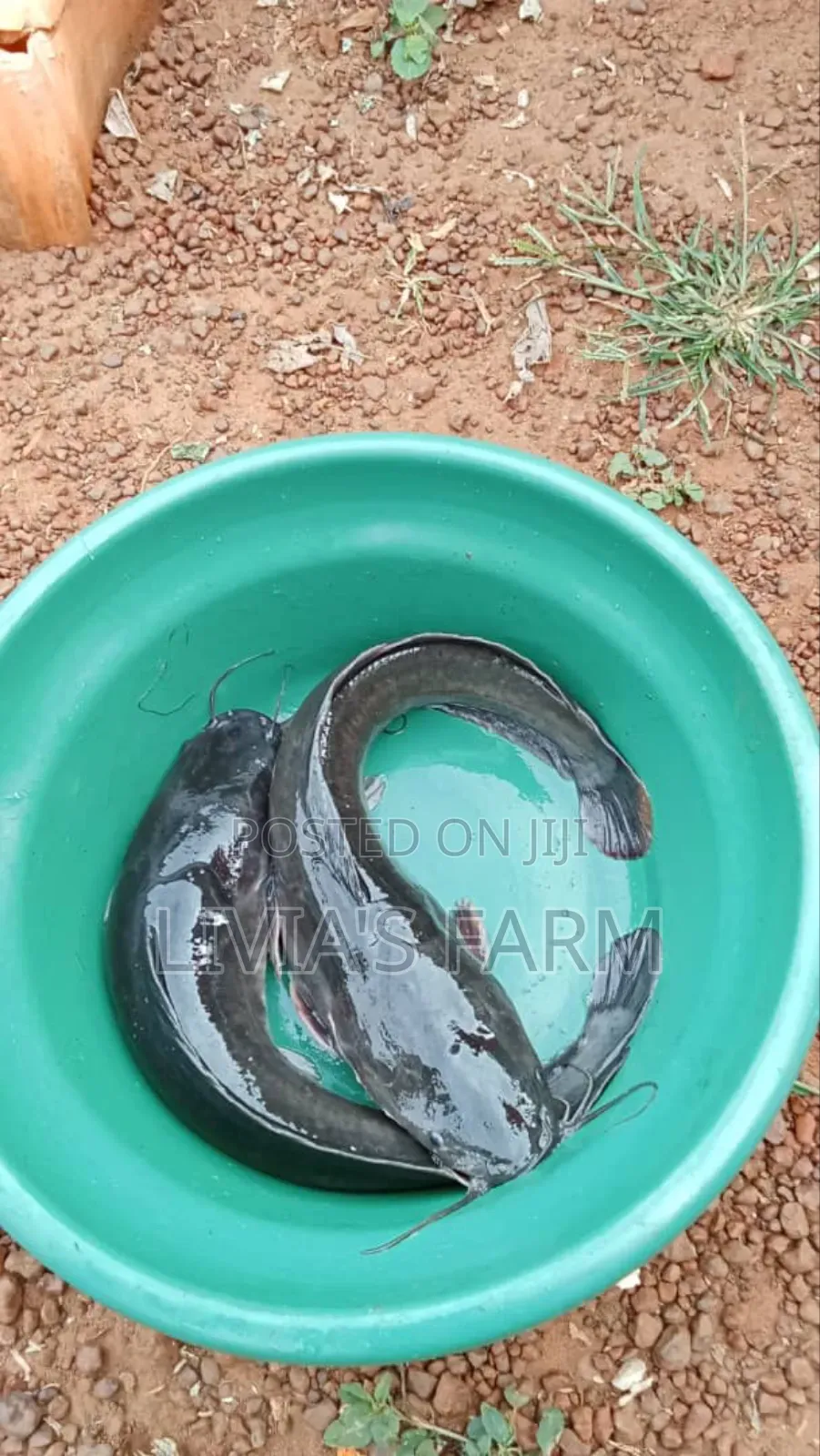 Catfish, Biggersize