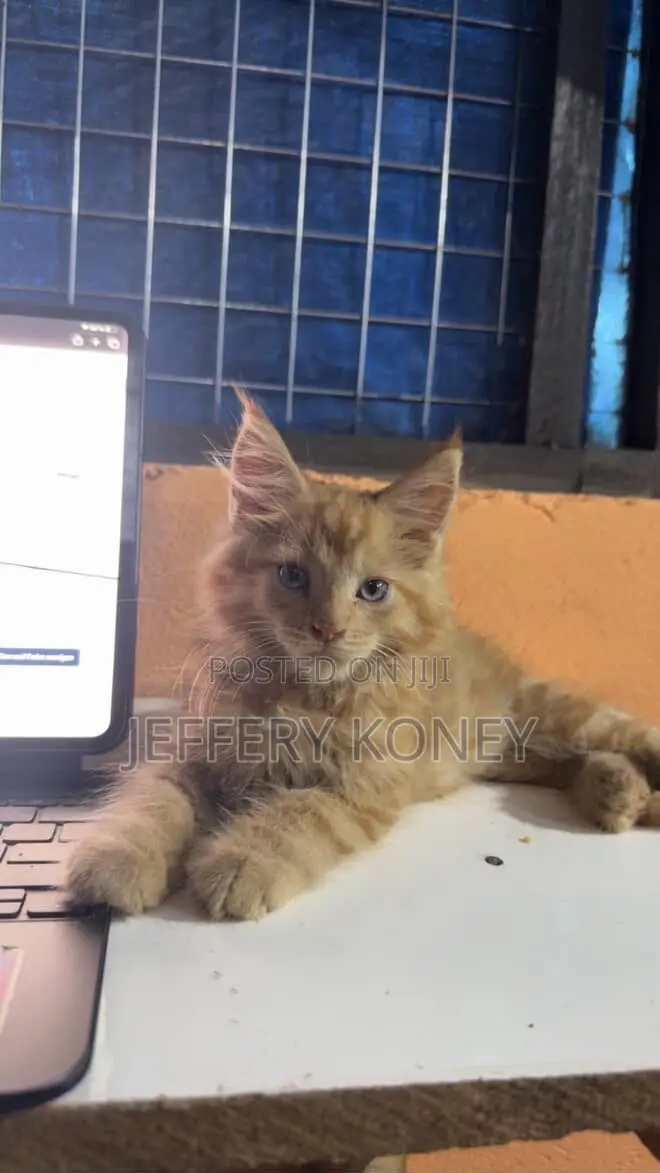 1-3 months Male Purebred Maine Coon