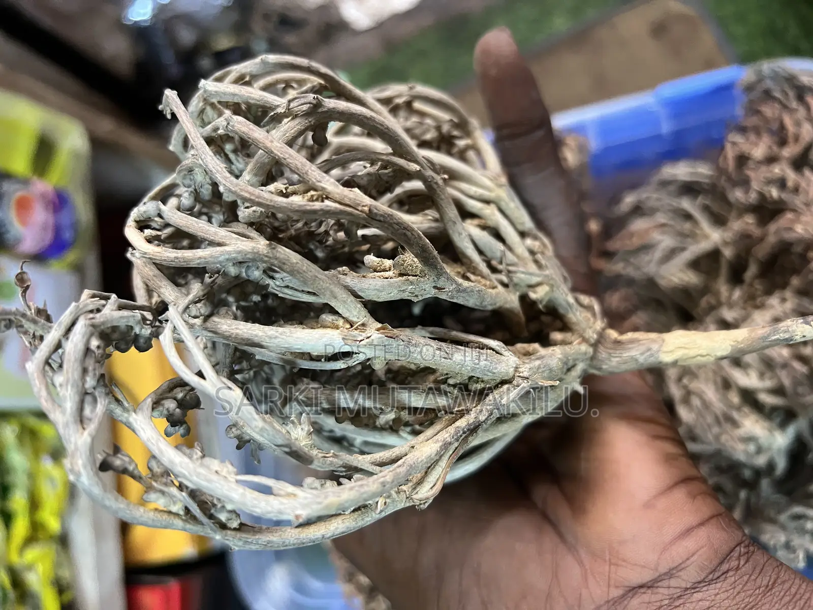 Rose of Jericho