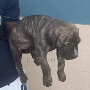 1-3 months Male Purebred Boerboel