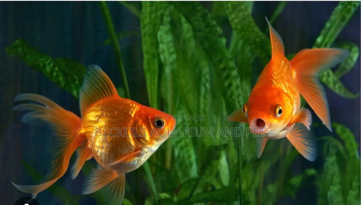 Golden Fish ( Double Tail)