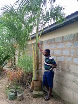Matured Royal Palm