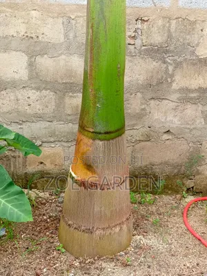 Matured Royal Palm