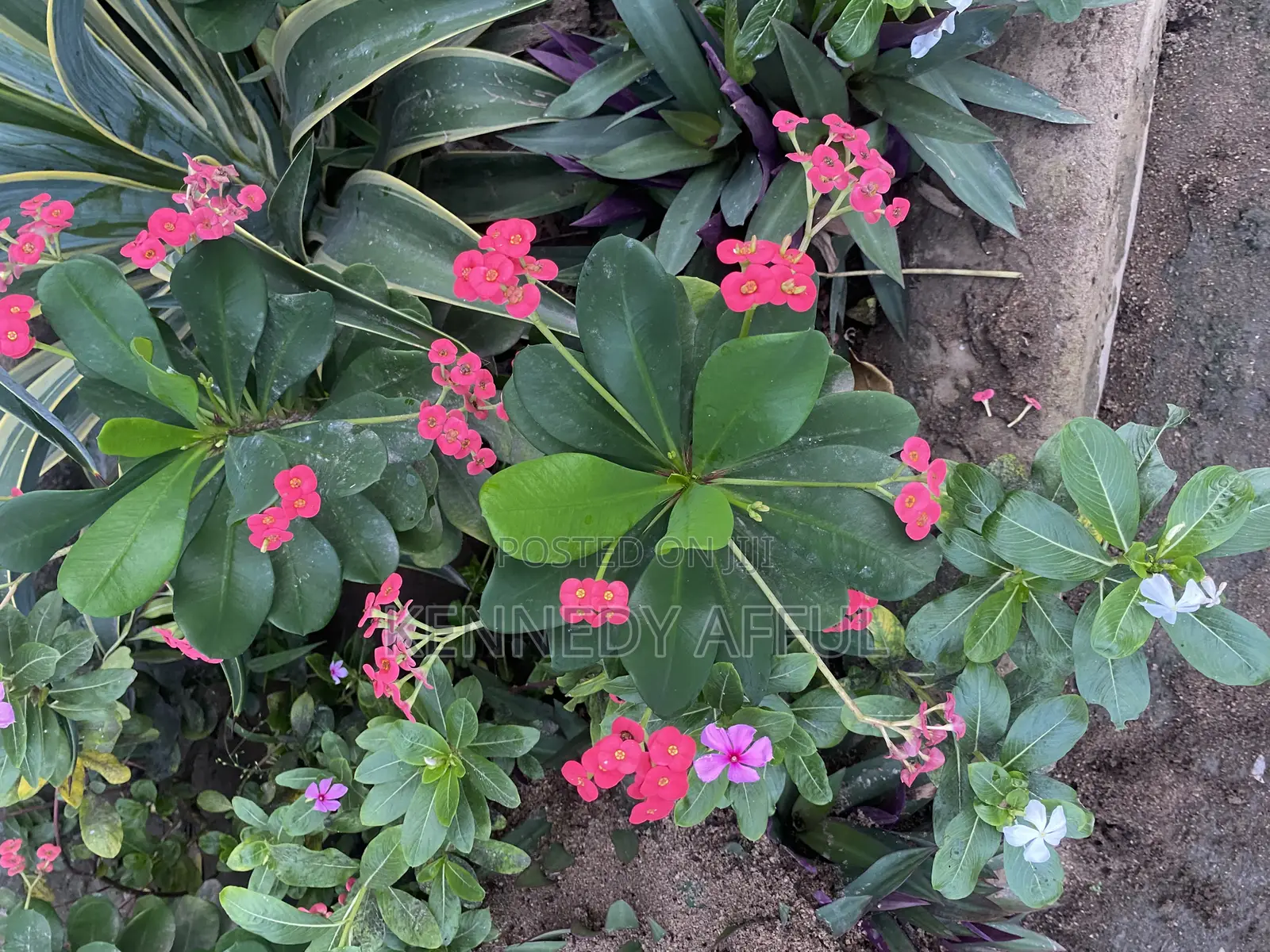 Garden Flowers