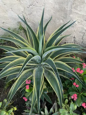 Garden Flowers