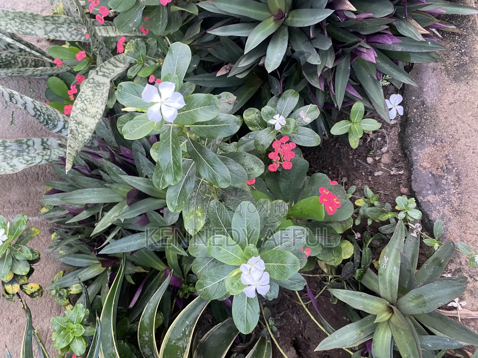 Garden Flowers