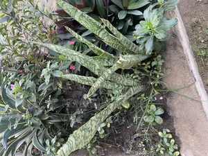 Garden Flowers
