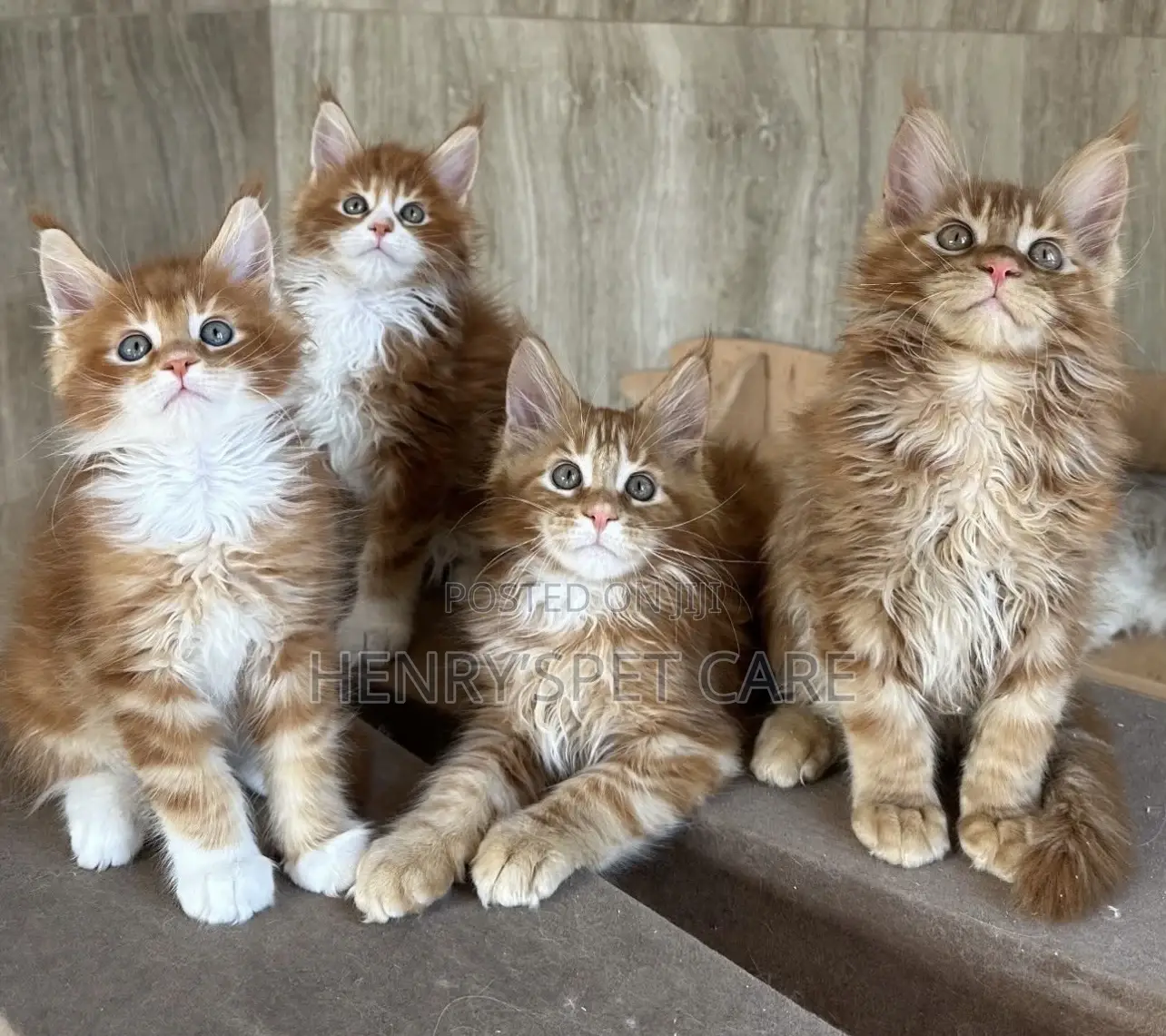 1-3 months Female Purebred Maine Coon