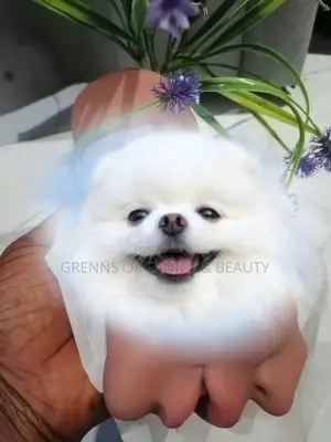3in1 Pocket Pussy, Mouth Vigina and Anus