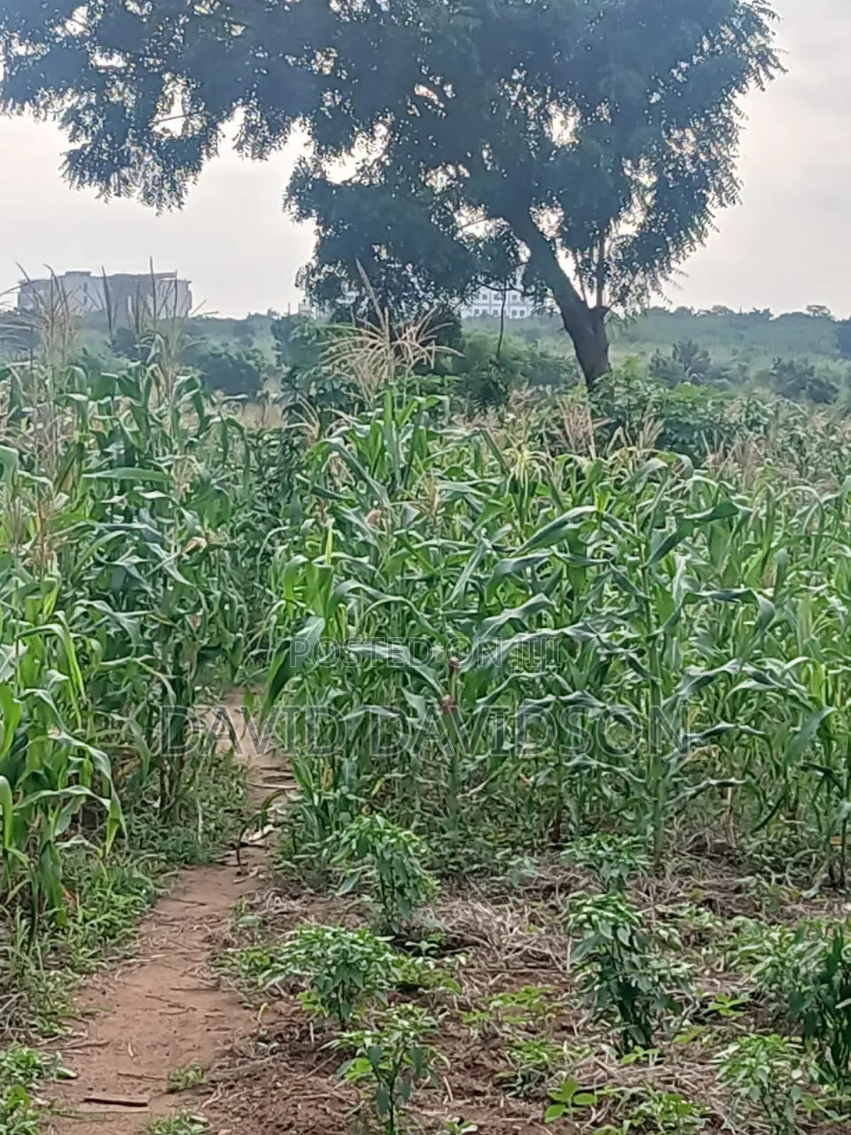 20 Acres at Upsa