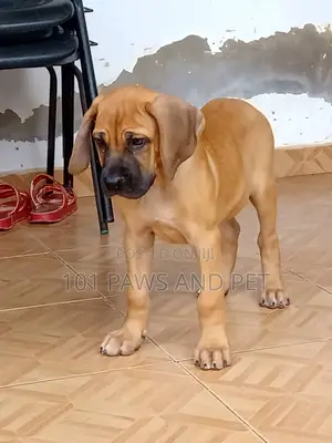 1-3 months Female Purebred Boerboel