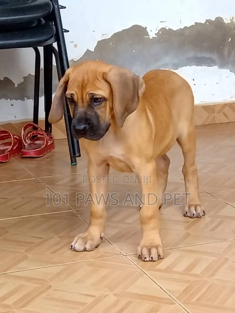 1-3 months Female Purebred Boerboel