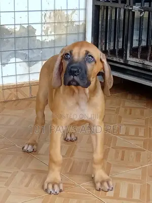 1-3 months Female Purebred Boerboel