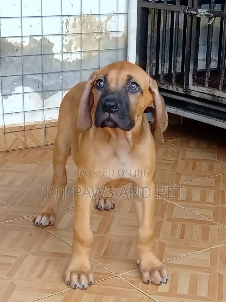1-3 months Female Purebred Boerboel