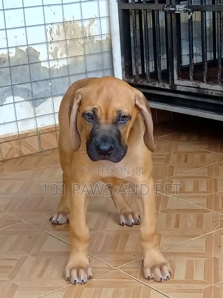 1-3 months Female Purebred Boerboel