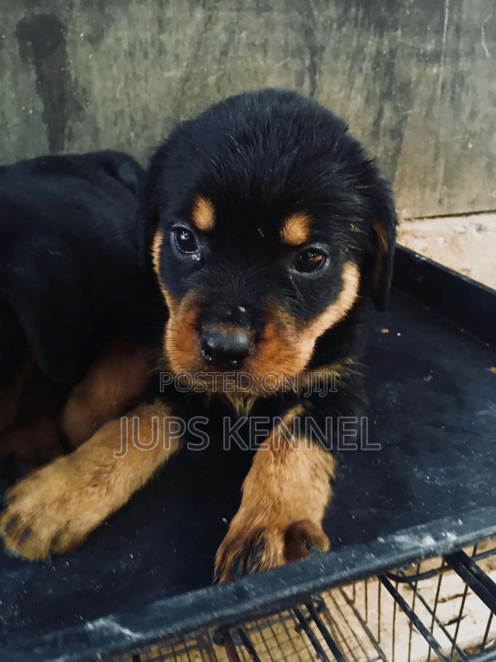 1-3 months Female Purebred Rottweiler